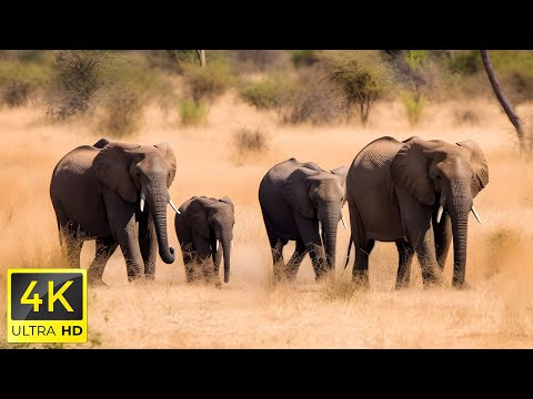 4K African Wildlife: Largest Migration in History from Tanzania to Masai Mara,Kenya With Real Sounds