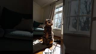 i nailed this! cat meme: open ai Sora #aiconcepts