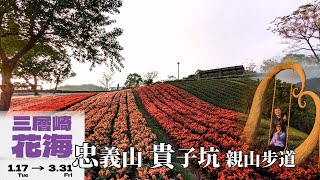 搭捷運去爬山，忠義山、貴子坑，2023三層崎花海，台北步道，北投步道，打卡拍照，祈福走春。