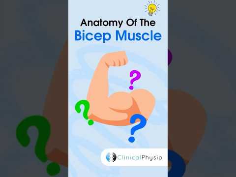 Biceps Anatomy #physicaltherapy #physiotherapy #anatomy #biceps