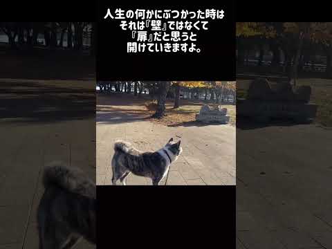 【12/16 】今日のサプリ　#秋田犬