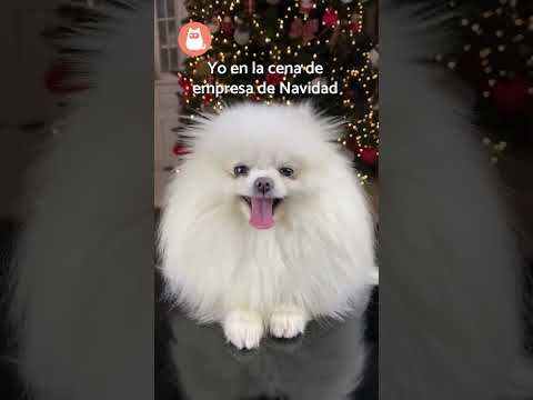 YO en la CENA DE EMPRESA de Navidad VS el RESTO DEL AÑO 😂 #shorts #perros