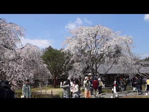 京都醍醐寺賞櫻03