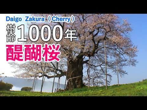 Daigo Zakura Giant Cherry Tree with Relaxing Music / Spectacular Views of Japan ( Okayama )