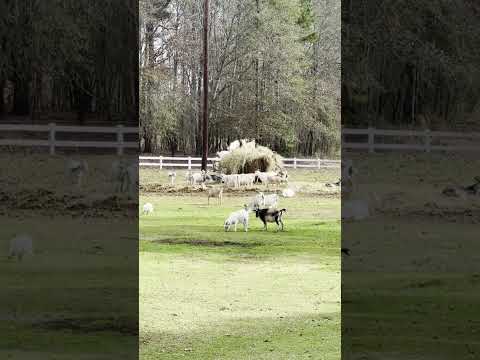 What's Better than a Fresh Bale of Hay