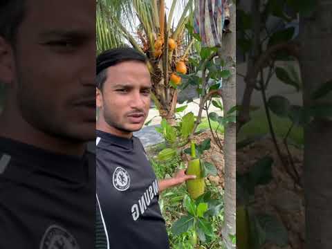 Nariyal ka kitna chhota ped #india #malaysia #viralshort #shorts #ytshortsvideo #foryou #harvesting