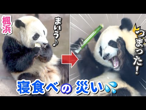 【パンダアイドル楓浜】お得意のスタイルでおいしい顔から一変ハプニングで困り顔🐼