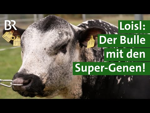 Exot auf der Besamungsstation: Kanadischer Speckle Park Bulle „Loisl“ | Unser Land | BR