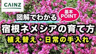 宿根ネメシアの育て方（別名：カエルレア）カインズ花図鑑