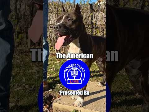 Amstaff vs. Pitbull #amstaff #pitbull #dog #dogs #dogbreed #doglife #doglover #dogshorts #dogvideos