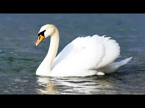 A lovely family of Mute Swan ( Cygnus Olor )