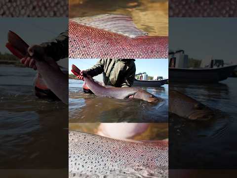 Taimen Fishing in Mongolia - River Wolves