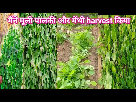 मेरे नये बगीचे का टूर, मैंने आज क्या क्या harvest किया