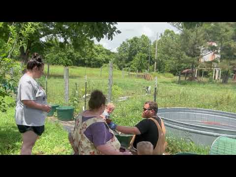 Planting Tomatoes and Peppers in Mineral Tubs| The Boys and their Puppies