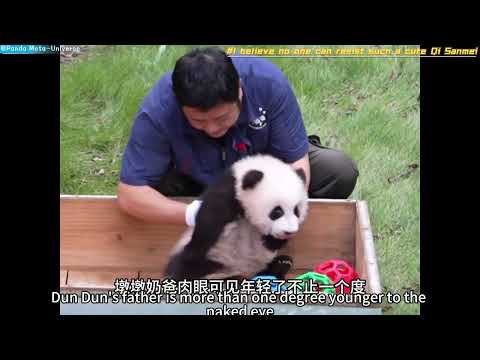 相信没人能拒绝如此可爱的奇三妹 I believe no one can resist such a cute Qi Sanmei #panda #cute #funny #giantpanda