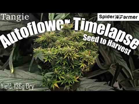 Timelapse - Seed to Harvest 136g Dry -Tangie Autoflower- Spiderfarmer SF4000 kit