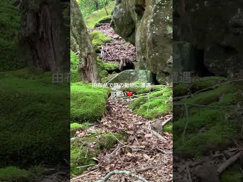 由布岳の麓で、謎の動物に遭遇