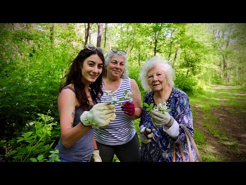 Did you know this about the Wild Rose!? Plant Medicine is all around!!