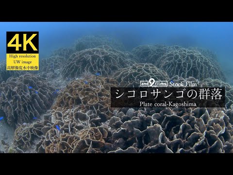 【4K 水中映像】シコロサンゴの群落 / Plate coral / Pavona duerdeni