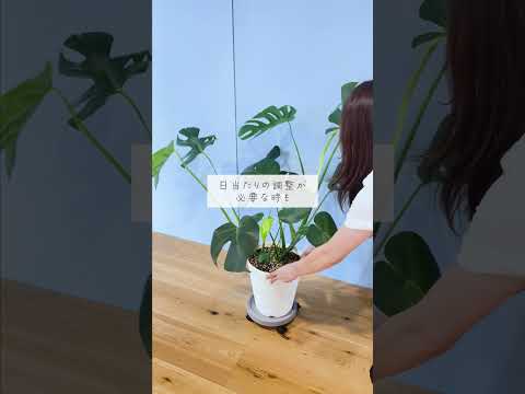 🍀水やりをもっと楽に！おすすめアイテム紹介🍀【☘Life with Houseplant】10-11