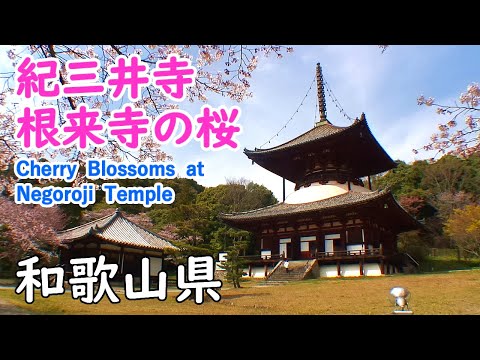 Cherry Blossoms at Negoroji Temples with Relaxing Music ( Wakayama ) / Spectacular Views of Japan