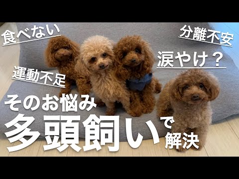 【Multiple breeding of toy poodles】Maybe you can solve that problem by breeding multiple dogs?