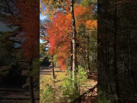 Fall Colors of New England. #fall #leafs #leaf  #massachusetts #newengland