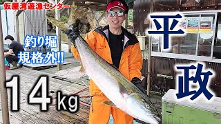 【海上釣堀】大ヒラマサ「釣りニキ」（仮屋湾遊漁センター）