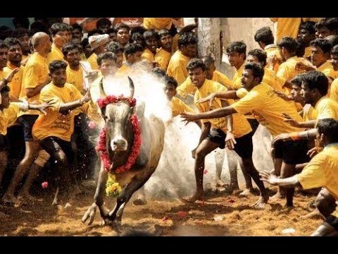 அவனியாபுரம் ஜல்லிக்கட்டு  காமெடி காட்சி 100% சிரிப்பு இலவசம்