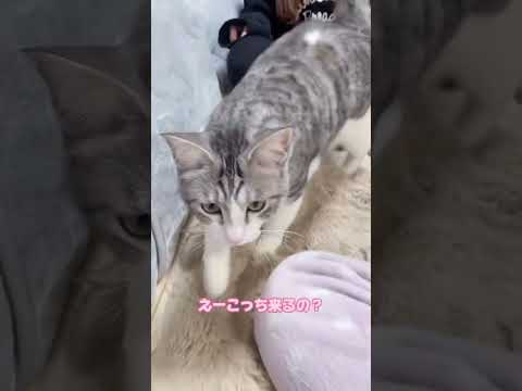 妹の事が大好きなオス猫さん