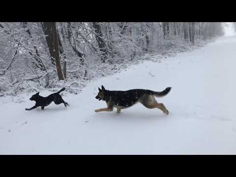 Ep126 More Snow Storm Our German Shepherd & a Blue Heeler ruff-housing in the snow