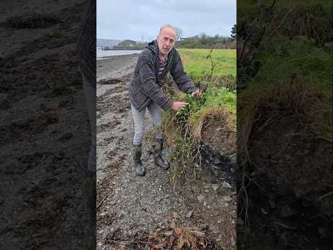 How Sea Beet spreads (beta vulgaris) #foraging #herbs #permaculture #seaside #estuary #beach #ideas