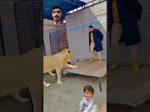 #lion #mian #animals #funny #tiger #cute #rap #music #hiphop #song