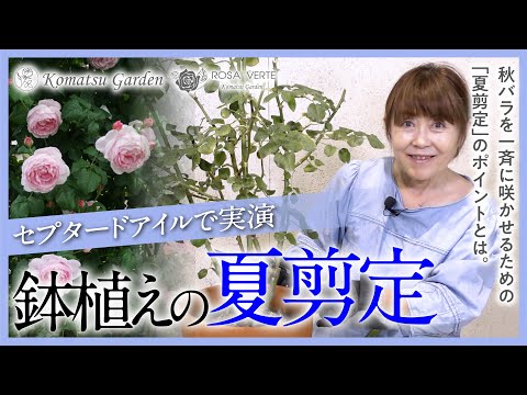 【バラの剪定】鉢植えの夏剪定