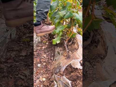 Digging Grape Seedlings #farming #agreculture