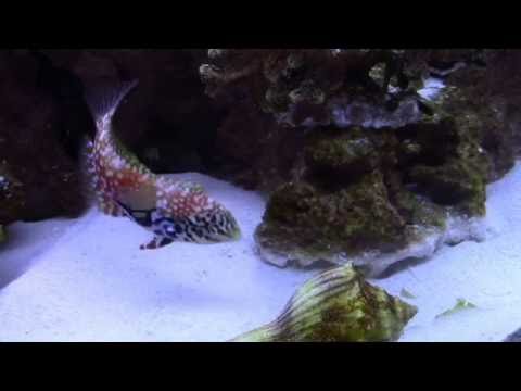 New Leopard Wrasse