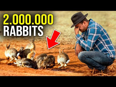 The SHOCKING Impact Of WILD RABBITS On Australian Farms