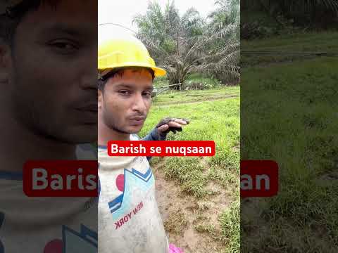 Barish ka qahar #harvesting #india #malaysia #viralshort #shorts #foryou #ytshortsvideo