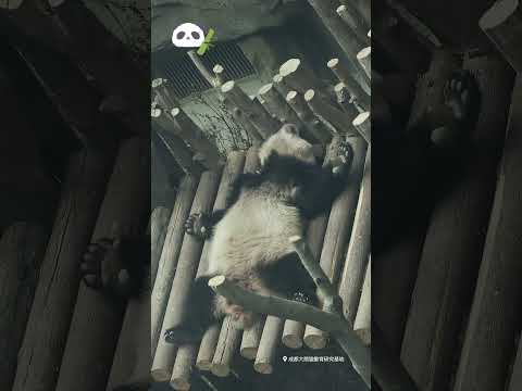 Panda. The sleeping position of the giant panda. ジャイアントパンダの寝姿。大熊猫的睡姿。