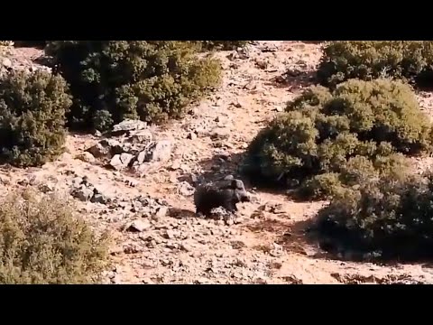 AMAZING WILD BOAR HUNT - MUHTEŞEM DOMUZ VURUŞLARI - CHASSE AU SANGLIER