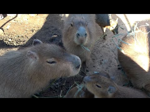 「スタートする前に全部食べちゃった」カピバラに“笹クリスマスツリー”のプレゼント=静岡・伊豆アニマルキングダム