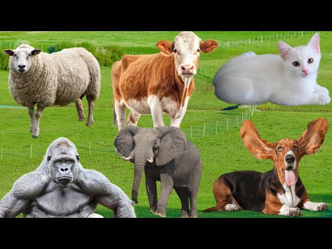 Learn facts about animals: Elephant, Pig, Cow, Monkey, Dog, Cat - Animal sounds