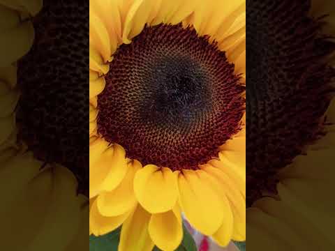 Beautiful sunflower #followers #highlights #iloveit #trending #viral #ofwhongkong