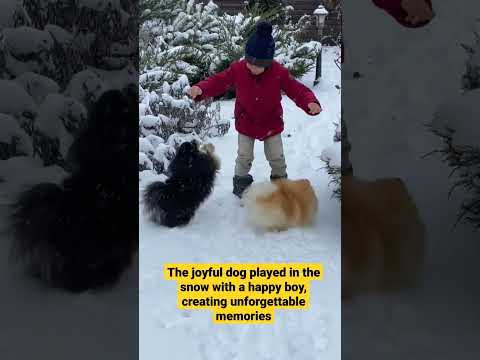 boy playing with dog / dog short videos #shorts #boy #dog #viral