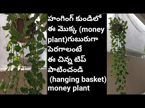 My secret to  Bushy and longer money plant / beautiful/Telugudanam by Divyavarma