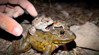 Catch frog jumping for fun | Catching big bull frogs funny | Catch a frog for fun | funny frogs