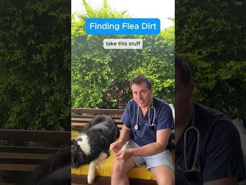 What is Flea Dirt?