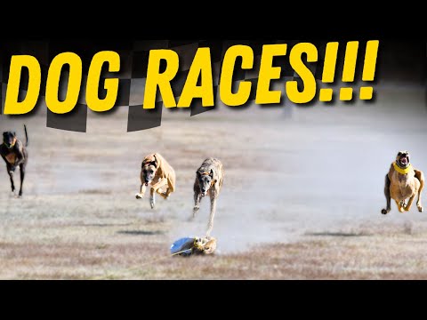 We Raced our FASTEST Greyhounds at the Ericson Dog Races!!!