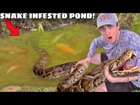 I Found a Pond INFESTED with Deadly Snakes!