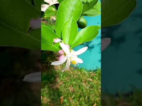 Lemon Tree Flowering / Learn Gardening #Shorts